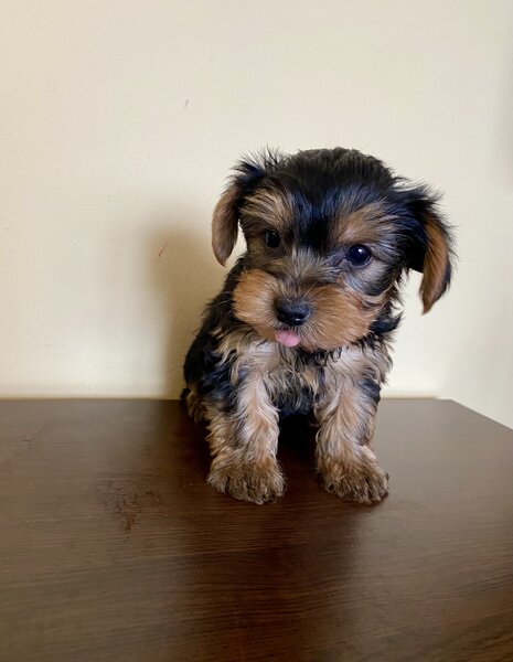 Puiut  Yorkshire terrier