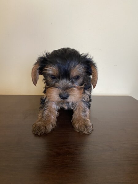 Puiut  Yorkshire terrier