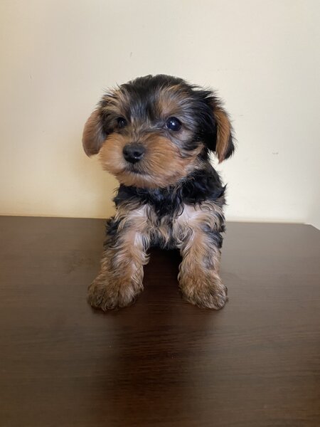 Puiut  Yorkshire terrier