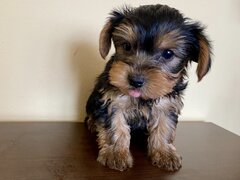 Puiut  Yorkshire terrier