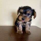Puiut  Yorkshire terrier
