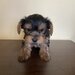 Puiut  Yorkshire terrier